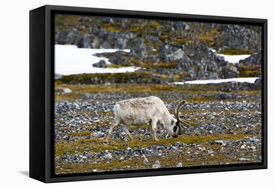 Norway. Svalbard. Camp Millar. Svalbard Reindeer Grazing-Inger Hogstrom-Framed Premier Image Canvas