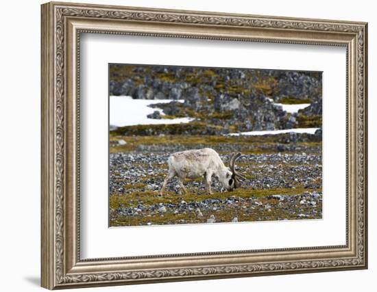 Norway. Svalbard. Camp Millar. Svalbard Reindeer Grazing-Inger Hogstrom-Framed Photographic Print