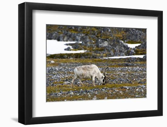 Norway. Svalbard. Camp Millar. Svalbard Reindeer Grazing-Inger Hogstrom-Framed Photographic Print