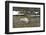 Norway. Svalbard. Camp Millar. Svalbard Reindeer Grazing-Inger Hogstrom-Framed Photographic Print