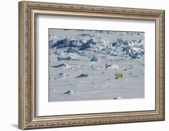 Norway. Svalbard. Hinlopen Strait. Polar Bear Walking on the Drift Ice-Inger Hogstrom-Framed Photographic Print