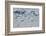 Norway. Svalbard. Hinlopen Strait. Polar Bear Walking on the Drift Ice-Inger Hogstrom-Framed Photographic Print