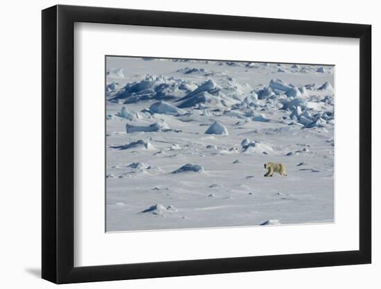 Norway. Svalbard. Hinlopen Strait. Polar Bear Walking on the Drift Ice-Inger Hogstrom-Framed Photographic Print