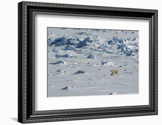 Norway. Svalbard. Hinlopen Strait. Polar Bear Walking on the Drift Ice-Inger Hogstrom-Framed Photographic Print