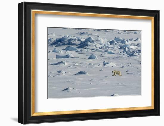 Norway. Svalbard. Hinlopen Strait. Polar Bear Walking on the Drift Ice-Inger Hogstrom-Framed Photographic Print