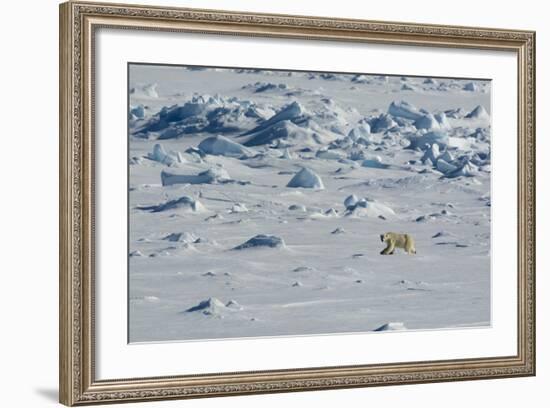 Norway. Svalbard. Hinlopen Strait. Polar Bear Walking on the Drift Ice-Inger Hogstrom-Framed Photographic Print