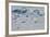 Norway. Svalbard. Hinlopen Strait. Polar Bear Walking on the Drift Ice-Inger Hogstrom-Framed Photographic Print