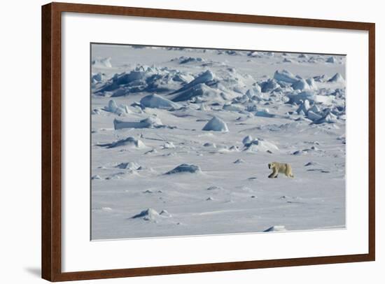 Norway. Svalbard. Hinlopen Strait. Polar Bear Walking on the Drift Ice-Inger Hogstrom-Framed Photographic Print