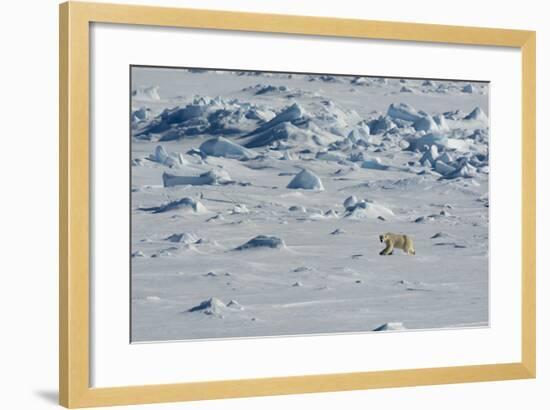 Norway. Svalbard. Hinlopen Strait. Polar Bear Walking on the Drift Ice-Inger Hogstrom-Framed Photographic Print