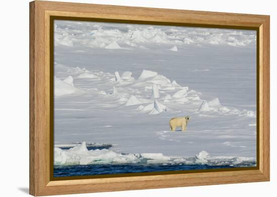 Norway. Svalbard. Hinlopen Strait. Polar Bear Walking on the Drift Ice-Inger Hogstrom-Framed Premier Image Canvas