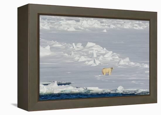 Norway. Svalbard. Hinlopen Strait. Polar Bear Walking on the Drift Ice-Inger Hogstrom-Framed Premier Image Canvas