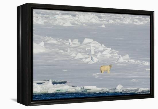 Norway. Svalbard. Hinlopen Strait. Polar Bear Walking on the Drift Ice-Inger Hogstrom-Framed Premier Image Canvas