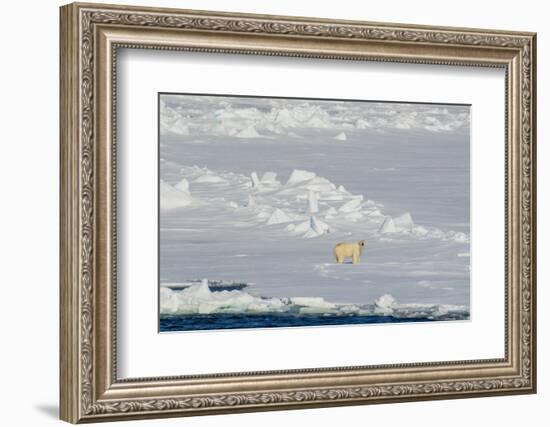 Norway. Svalbard. Hinlopen Strait. Polar Bear Walking on the Drift Ice-Inger Hogstrom-Framed Photographic Print