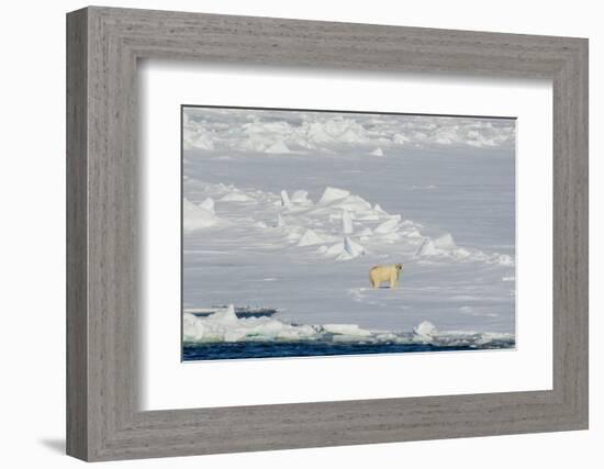 Norway. Svalbard. Hinlopen Strait. Polar Bear Walking on the Drift Ice-Inger Hogstrom-Framed Photographic Print