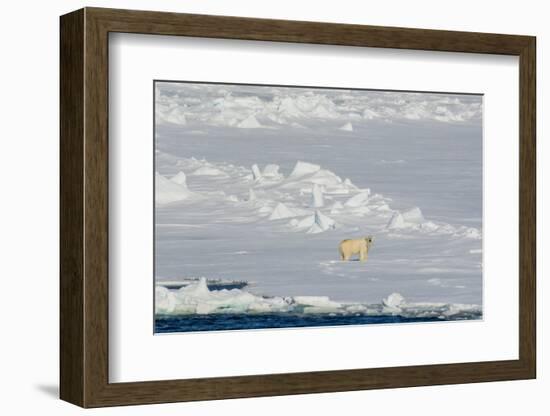 Norway. Svalbard. Hinlopen Strait. Polar Bear Walking on the Drift Ice-Inger Hogstrom-Framed Photographic Print