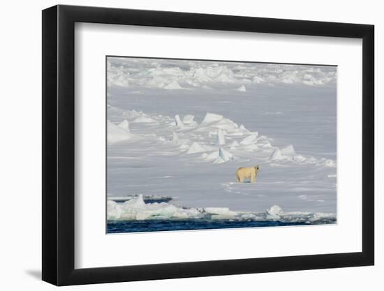 Norway. Svalbard. Hinlopen Strait. Polar Bear Walking on the Drift Ice-Inger Hogstrom-Framed Photographic Print