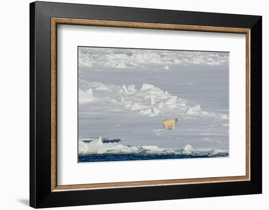 Norway. Svalbard. Hinlopen Strait. Polar Bear Walking on the Drift Ice-Inger Hogstrom-Framed Photographic Print