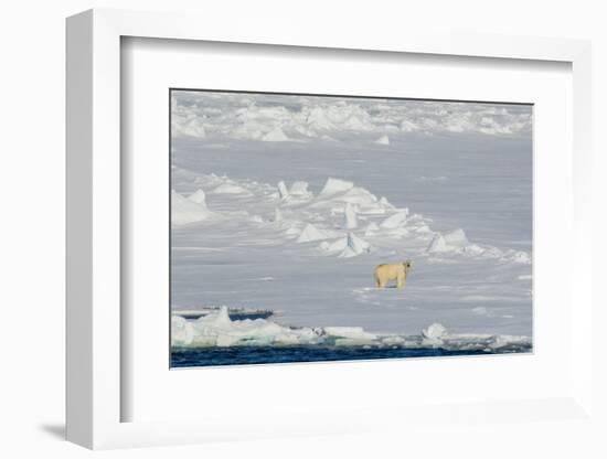 Norway. Svalbard. Hinlopen Strait. Polar Bear Walking on the Drift Ice-Inger Hogstrom-Framed Photographic Print