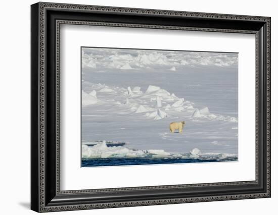 Norway. Svalbard. Hinlopen Strait. Polar Bear Walking on the Drift Ice-Inger Hogstrom-Framed Photographic Print