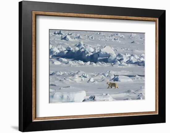 Norway. Svalbard. Hinlopen Strait. Polar Bear Walking on the Drift Ice-Inger Hogstrom-Framed Photographic Print