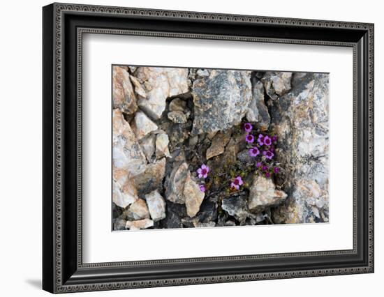 Norway. Svalbard. Kongsfjorden. Saxifrage Growing Amidst the Rocks-Inger Hogstrom-Framed Photographic Print