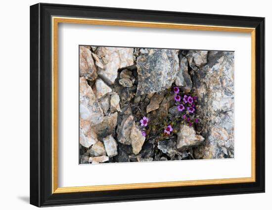 Norway. Svalbard. Kongsfjorden. Saxifrage Growing Amidst the Rocks-Inger Hogstrom-Framed Photographic Print