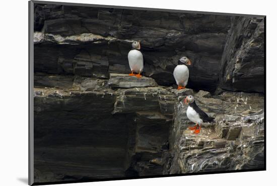 Norway. Svalbard. Krossfjord. Nesting Colony of Puffins-Inger Hogstrom-Mounted Photographic Print