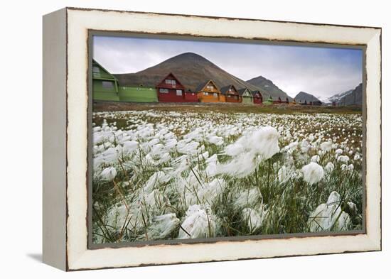 Norway, Svalbard, Longyearbyen. Arctic Cottongrass in Front of Traditional Houses-David Slater-Framed Premier Image Canvas