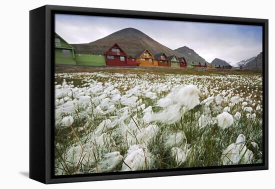 Norway, Svalbard, Longyearbyen. Arctic Cottongrass in Front of Traditional Houses-David Slater-Framed Premier Image Canvas