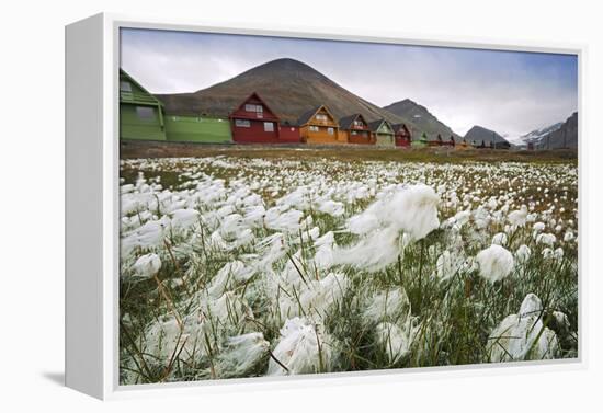 Norway, Svalbard, Longyearbyen. Arctic Cottongrass in Front of Traditional Houses-David Slater-Framed Premier Image Canvas