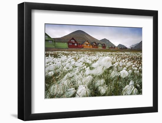 Norway, Svalbard, Longyearbyen. Arctic Cottongrass in Front of Traditional Houses-David Slater-Framed Photographic Print