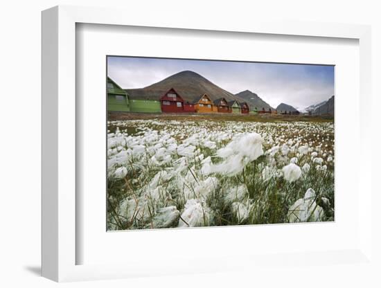 Norway, Svalbard, Longyearbyen. Arctic Cottongrass in Front of Traditional Houses-David Slater-Framed Photographic Print