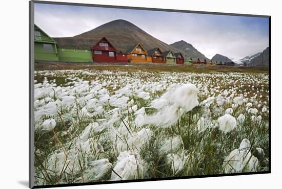 Norway, Svalbard, Longyearbyen. Arctic Cottongrass in Front of Traditional Houses-David Slater-Mounted Photographic Print