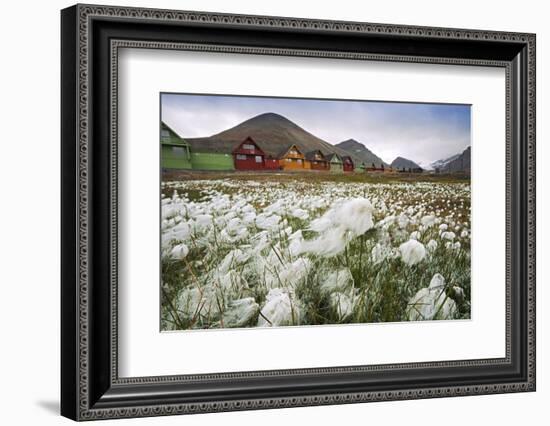 Norway, Svalbard, Longyearbyen. Arctic Cottongrass in Front of Traditional Houses-David Slater-Framed Photographic Print