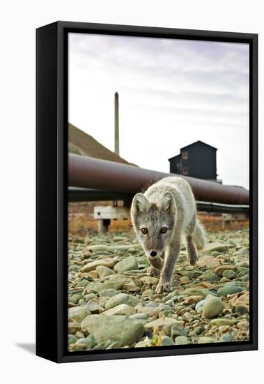 Norway, Svalbard, Longyearbyen. Vulpes Lagopus, Arctic Fox in an Industrial Area of Town-David Slater-Framed Premier Image Canvas