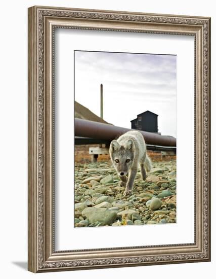 Norway, Svalbard, Longyearbyen. Vulpes Lagopus, Arctic Fox in an Industrial Area of Town-David Slater-Framed Photographic Print