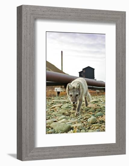 Norway, Svalbard, Longyearbyen. Vulpes Lagopus, Arctic Fox in an Industrial Area of Town-David Slater-Framed Photographic Print