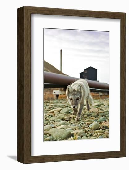 Norway, Svalbard, Longyearbyen. Vulpes Lagopus, Arctic Fox in an Industrial Area of Town-David Slater-Framed Photographic Print