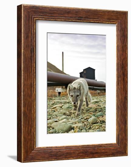 Norway, Svalbard, Longyearbyen. Vulpes Lagopus, Arctic Fox in an Industrial Area of Town-David Slater-Framed Photographic Print