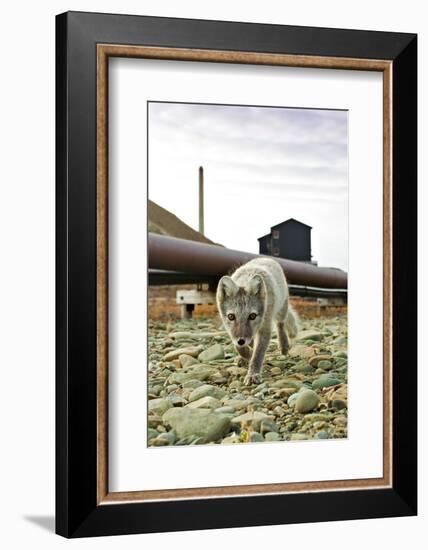 Norway, Svalbard, Longyearbyen. Vulpes Lagopus, Arctic Fox in an Industrial Area of Town-David Slater-Framed Photographic Print
