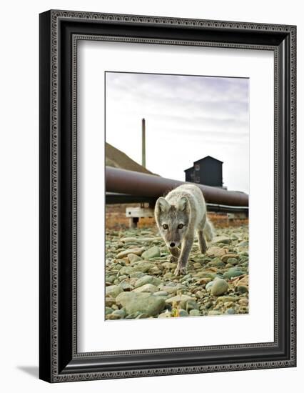 Norway, Svalbard, Longyearbyen. Vulpes Lagopus, Arctic Fox in an Industrial Area of Town-David Slater-Framed Photographic Print