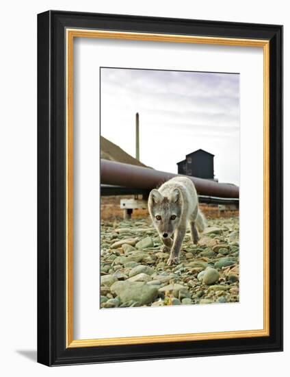 Norway, Svalbard, Longyearbyen. Vulpes Lagopus, Arctic Fox in an Industrial Area of Town-David Slater-Framed Photographic Print