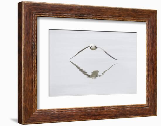 Norway, Svalbard, Northern Fulmar in Flight-Ellen Goff-Framed Photographic Print