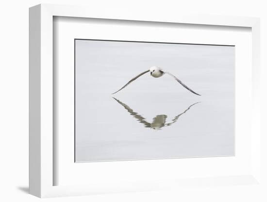 Norway, Svalbard, Northern Fulmar in Flight-Ellen Goff-Framed Photographic Print