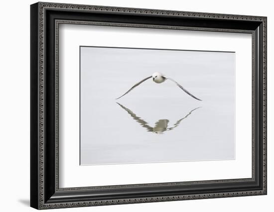 Norway, Svalbard, Northern Fulmar in Flight-Ellen Goff-Framed Photographic Print