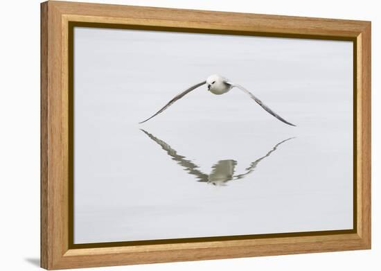 Norway, Svalbard, Northern Fulmar in Flight-Ellen Goff-Framed Premier Image Canvas