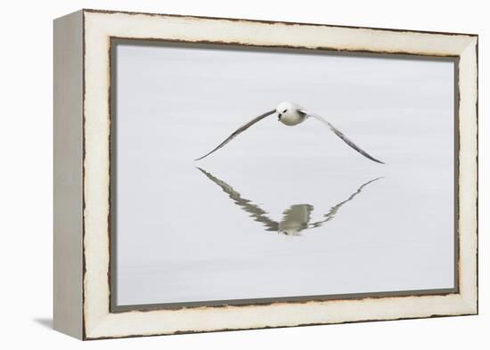 Norway, Svalbard, Northern Fulmar in Flight-Ellen Goff-Framed Premier Image Canvas