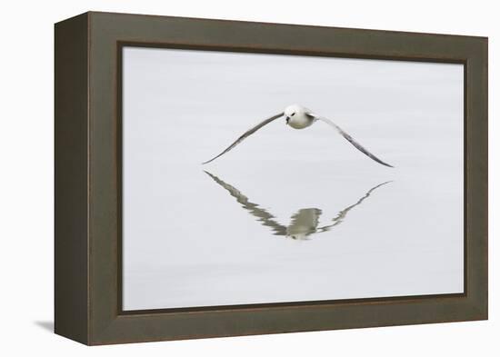 Norway, Svalbard, Northern Fulmar in Flight-Ellen Goff-Framed Premier Image Canvas