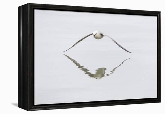 Norway, Svalbard, Northern Fulmar in Flight-Ellen Goff-Framed Premier Image Canvas