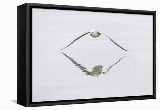 Norway, Svalbard, Northern Fulmar in Flight-Ellen Goff-Framed Premier Image Canvas